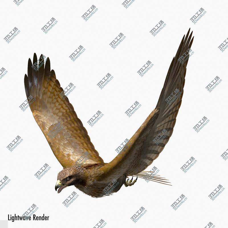 images/goods_img/2021040235/Red Tailed Hawk/3.jpg